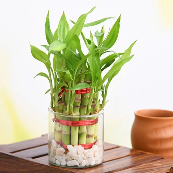 33398_gift-2-layer-lucky-bamboo.jpeg