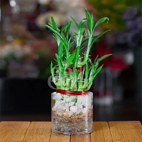 lucky bamboo plant price in nepal 2 Layer Special Bamboo – Bake N Bloom