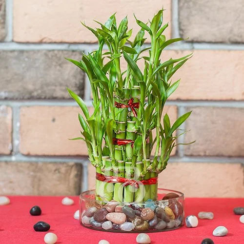 3 layer lucky bamboo plant meaning 3 Layer Lucky Bamboo – Bake N Bloom