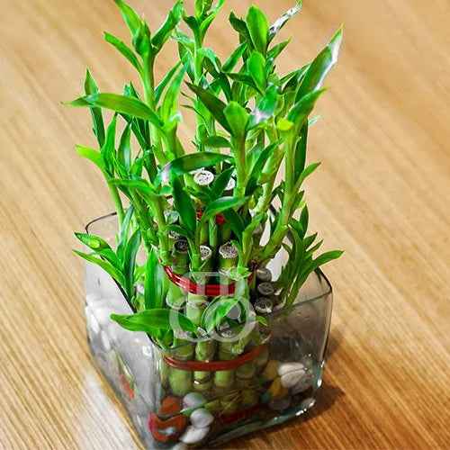 lucky bamboo price in nepal 2 Layer Lucky Bamboo