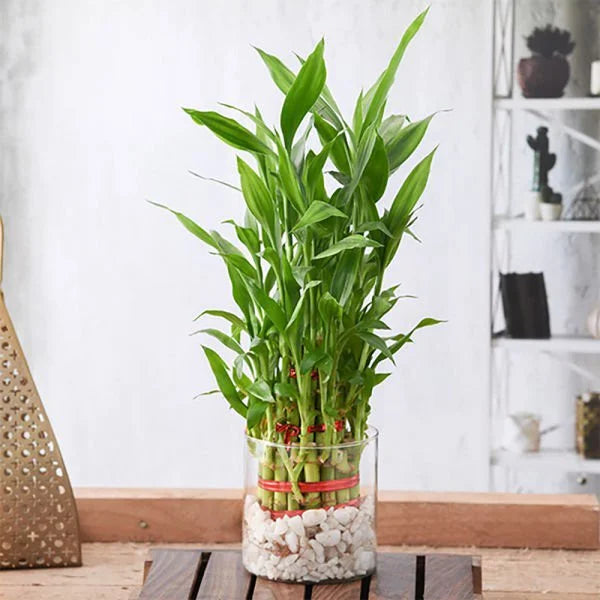 lucky bamboo layers 3 Layer Lucky Bamboo – Bake N Bloom