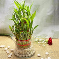 bamboo-plant-2.jpg