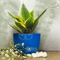 snake-plant.jpg