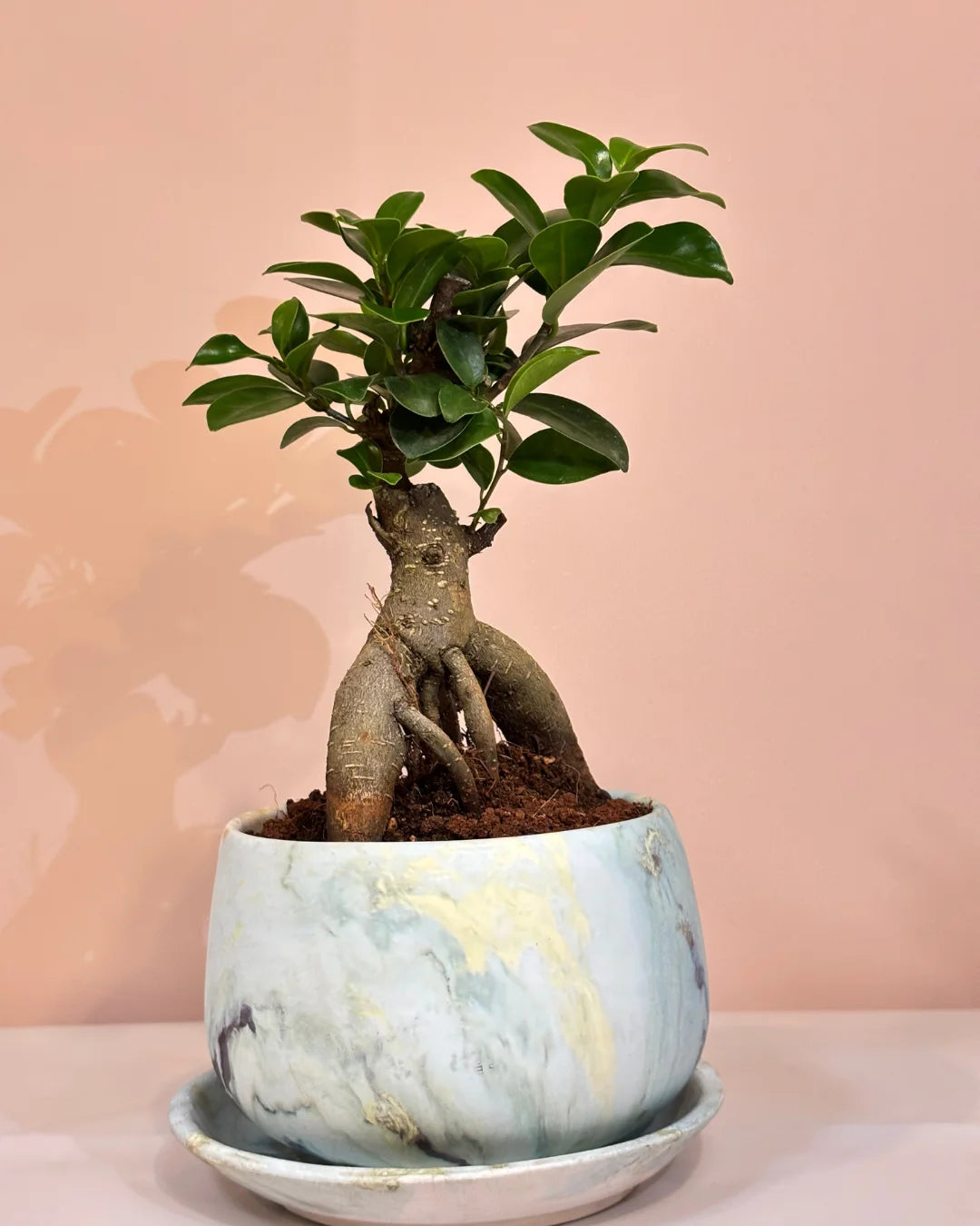 mr-bonsai-.png