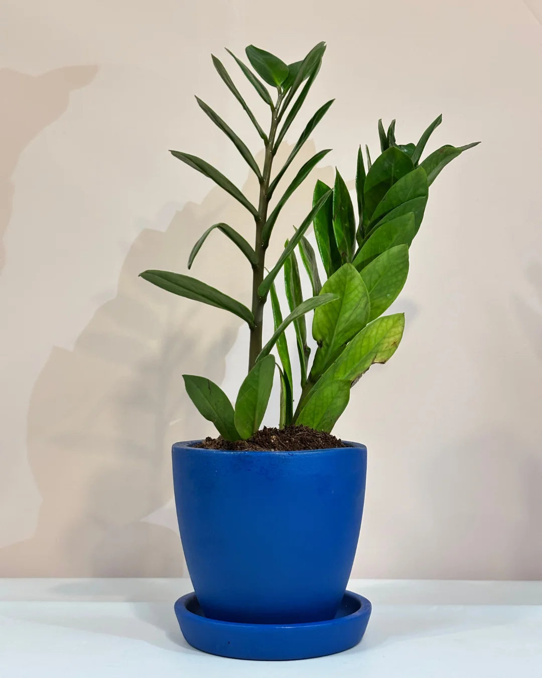 zamia-plant-.png