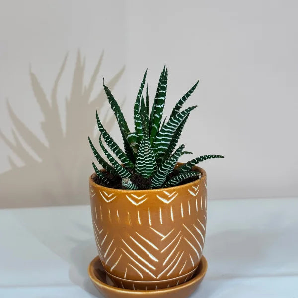 haworthia indoor plant Haworthia Indoor Plant – Bake N Bloom