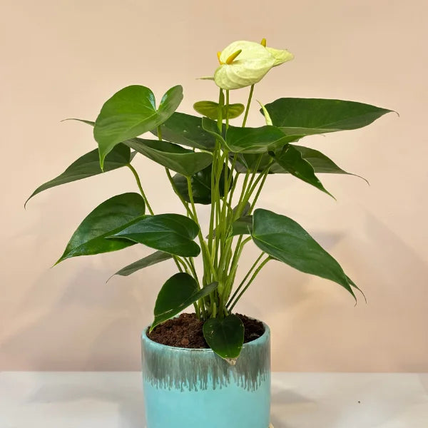 vanilla anthurium White Anthurium Indoor Plant – Bake N Bloom