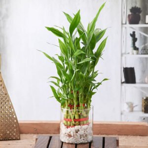 3 Layer Lucky Bamboo