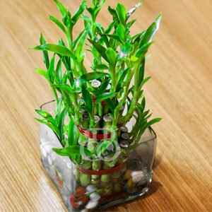 2 Layer Lucky Bamboo