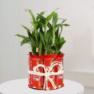 2 Layer Lucky Bamboo