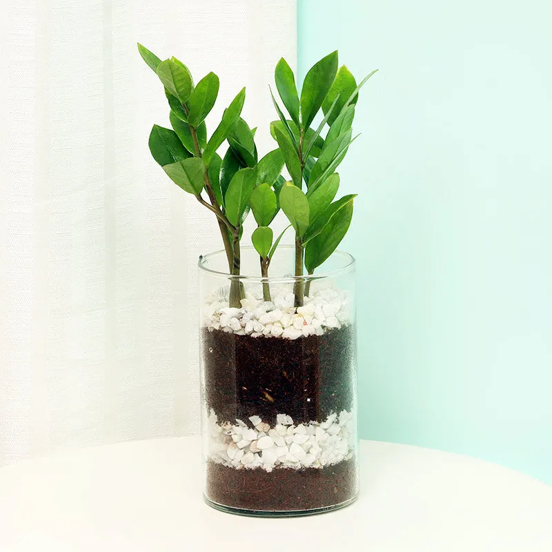 zamia