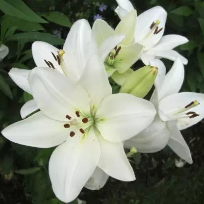 lily
