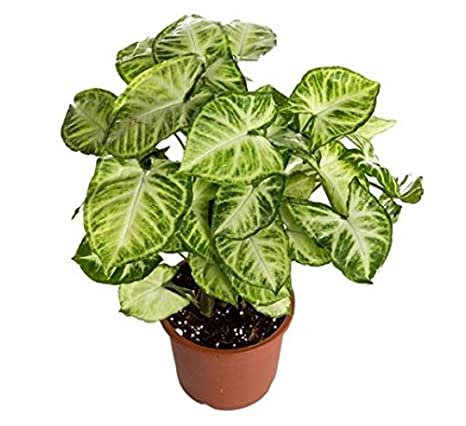Syngonium