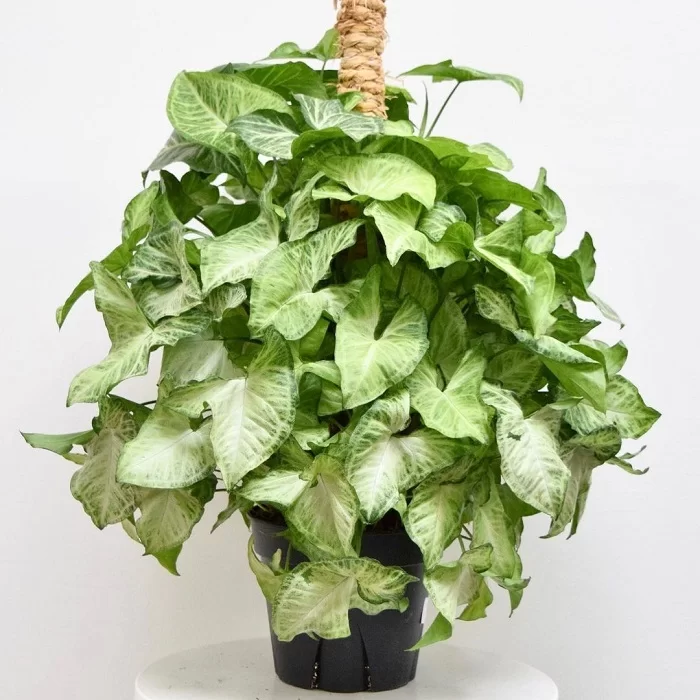 Syngonium