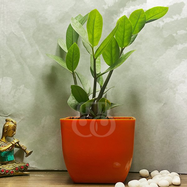 zamia