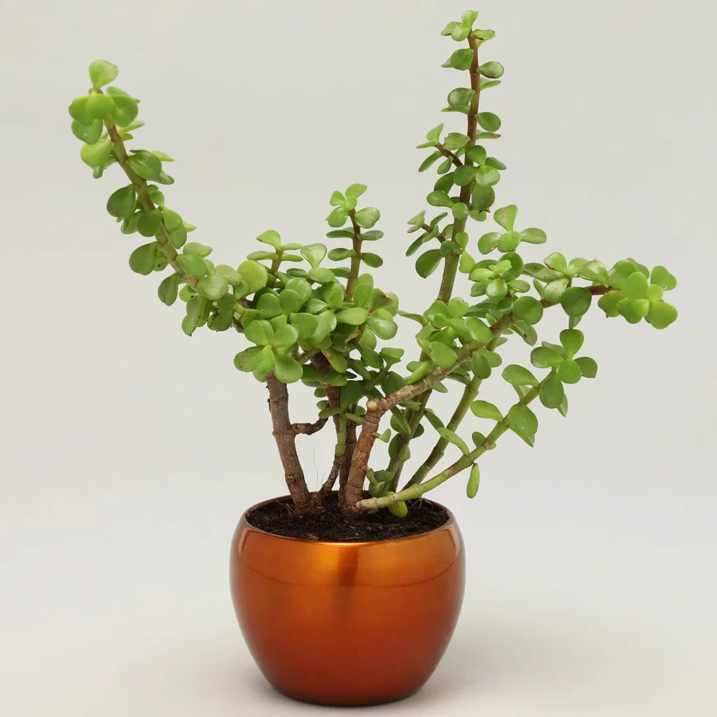 jade
