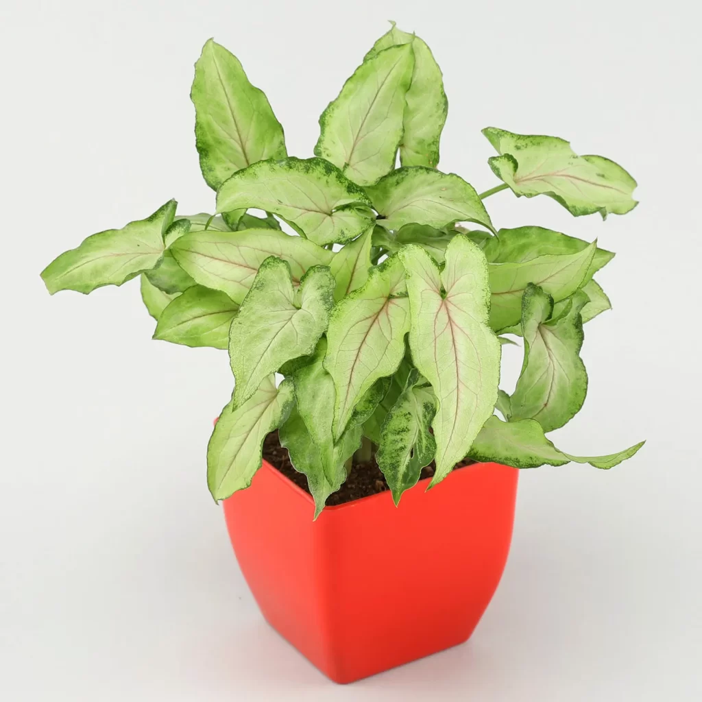Syngonium