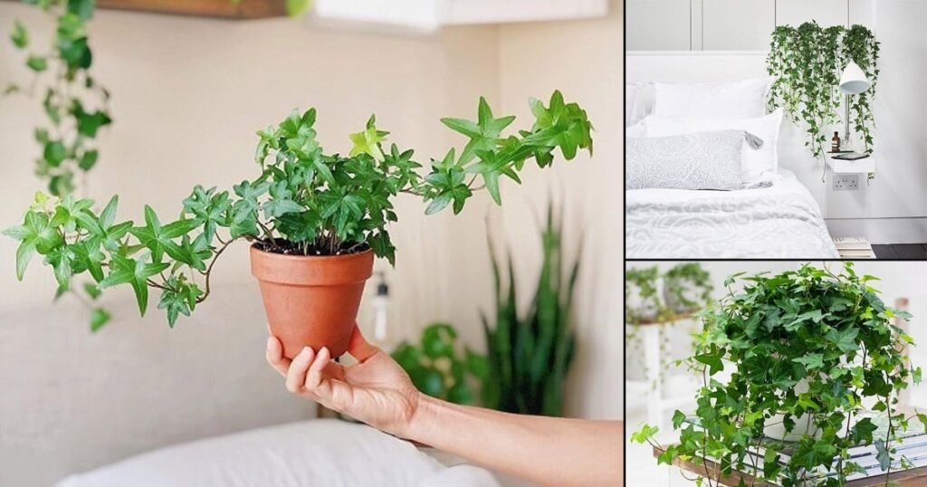 English ivy
