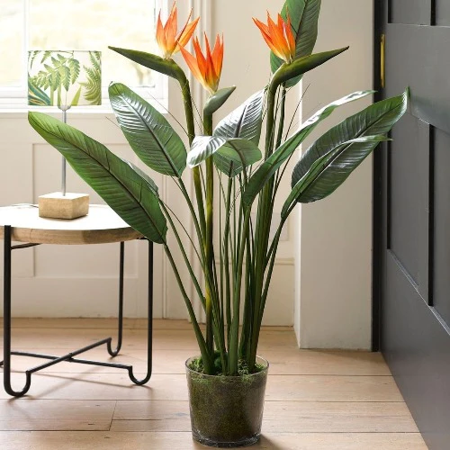 Bird-of-Paradise Plant​