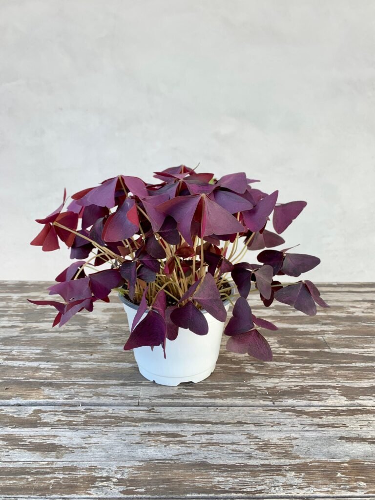 Oxalis