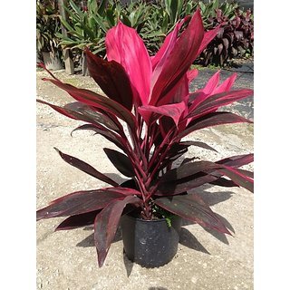 Dracaena