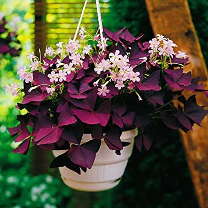 Oxalis