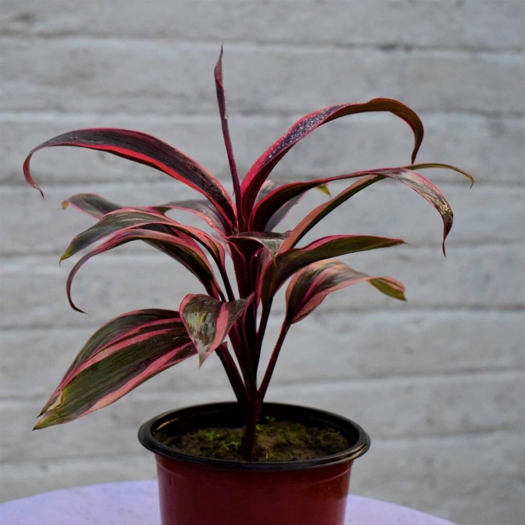 Dracaena Plant