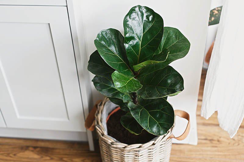 Ficus Lyrata 