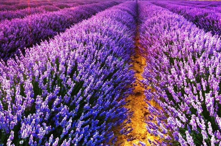 lavender
