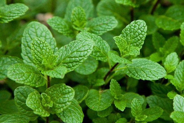 mint plant