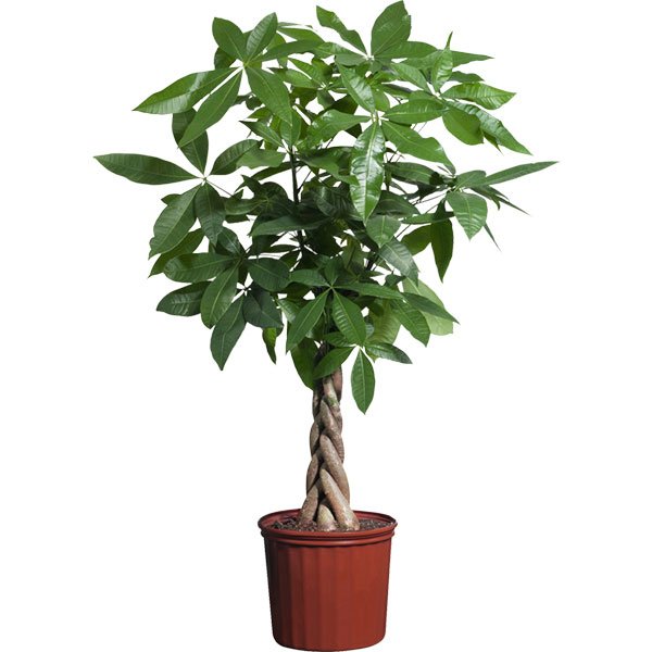 Money Tree