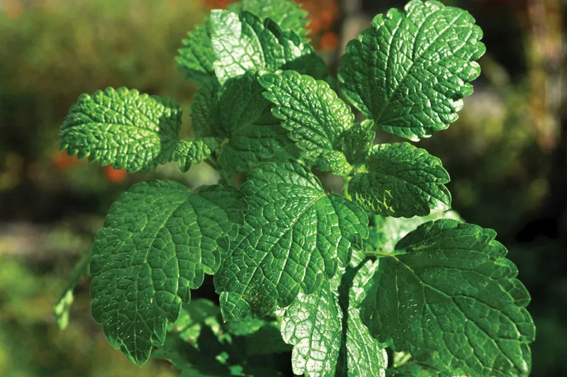 mint plant