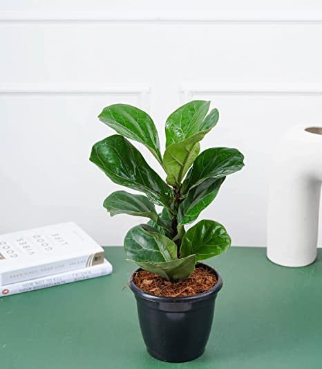 Ficus Lyrata 