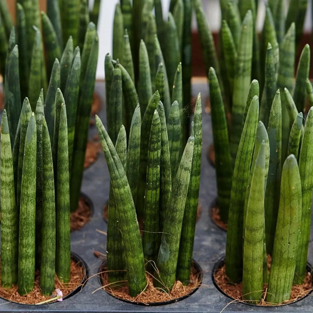 Sansevieria Cylindrica