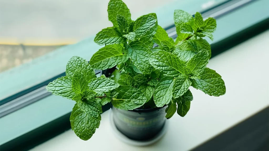 mint plant