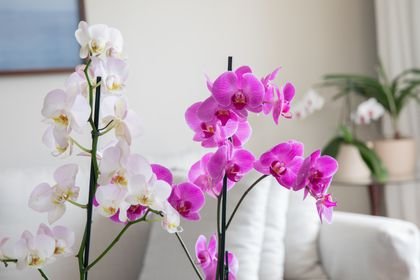 Phalaenopsis Orchids