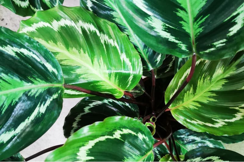 Calathea Medallion