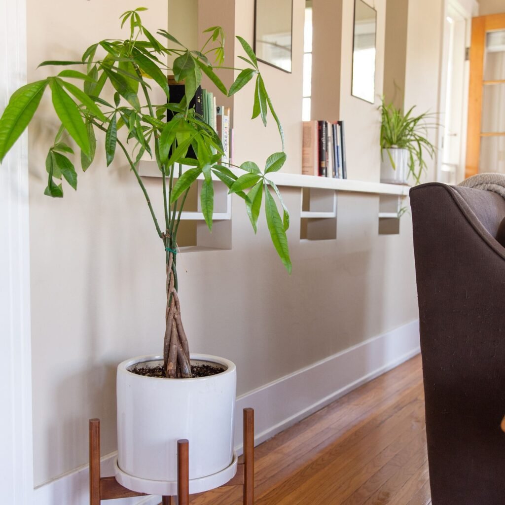 money tree