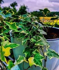 English ivy
