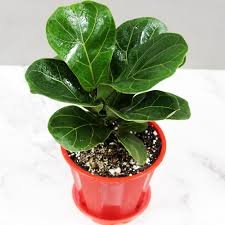 Ficus Lyrata 
