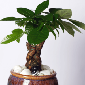 Ficus Bonsai