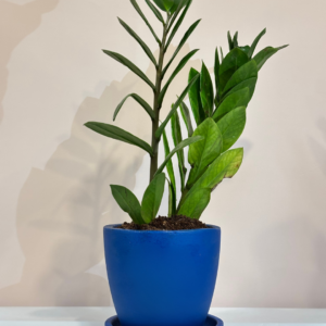 Zamia Plant in Blue Matt Ceramic