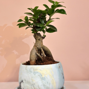 Mr Bonsai Plant