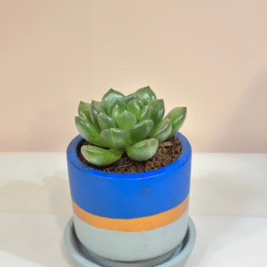 Succulent Aesthetics