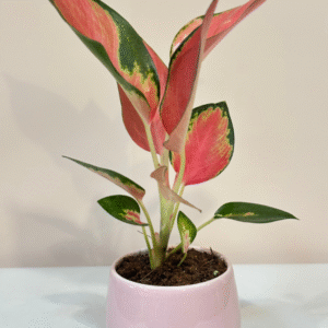 Pink Aglaonema in Pink Ceramic Pot