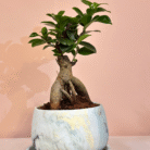 mr-bonsai-.png